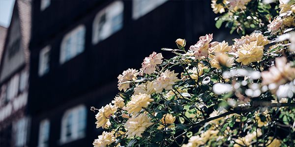 Immobilien-Vermietung